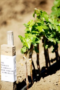 Trazabilidad en elaboracion plantas