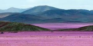 ATACAMAFlo